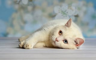 Картинка котенок, голубые глаза, янтарные глаза, кот, глаза