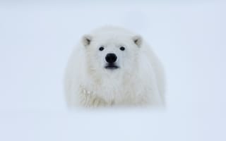 Картинка снег, полярный медведь, зима, медведь, белый медведь