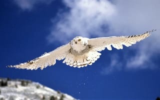 Картинка хищник, небо, птицы, полярная сова