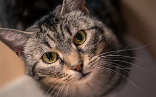 Картинка кот, серый кот, глаза