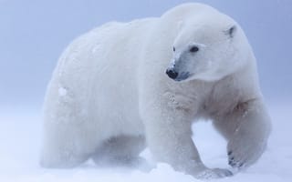 Картинка снег, полярный медведь, белый медведь, зима, медведь