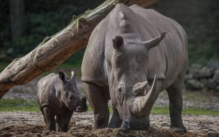 Картинка носорог, baby rhino