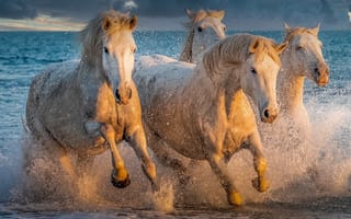 Картинка пляж, море, брызги, конь, лошадь