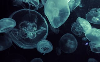Картинка медуза, аквариум