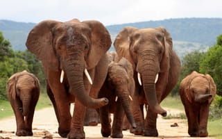 Картинка слон, юар, kruger national park, дикая природа, африка, слоненок