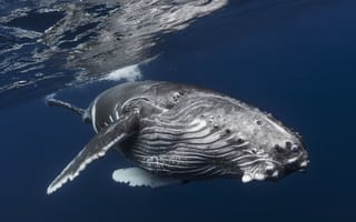 Обои океан, касатка, горбатый кит, подводный мир