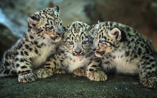 Картинка котенок, дикая кошка, леопард