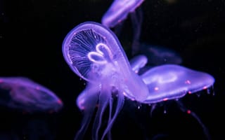 Картинка медуза, подводный мир, аквариум