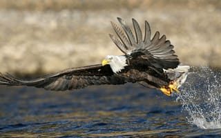 Картинка река, охота, рыба, крылья, белоголовый орлан, орел