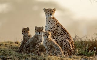 Картинка трава, природа, гепард, дикая кошка, африка