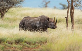 Картинка трава, африка, носорог