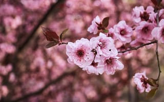 Обои цветы, весна, сакура, розовые цветы, ветки