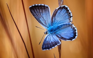 Картинка макро, насекомое, голубая бабочка, бабочка
