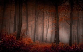Картинка лес, деревья, туман, осень
