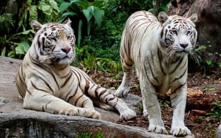 Обои зоопарк, белый тигр, тигр