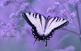 Картинка макро, swallowtail butterfly, цветы, бабочка