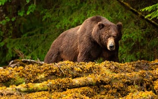 Обои лес, природа, медведь, grizzly bear