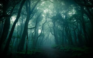 Картинка лес, туман, тропинка, дорога, деревья