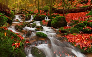 Картинка водопад, осень, листва, лес, камни, ручей, природа, мох