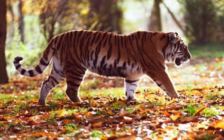 Картинка лес, хищник, тигр, дикая кошка