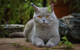 Картинка кот, портрет, british shorthair, желтые глаза