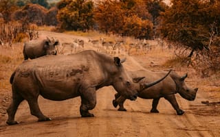 Картинка дорога, носорог, дикая природа, антилопа, африка
