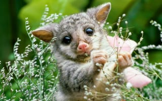 Картинка цветы, bushtail possum, австралия, природа, cute