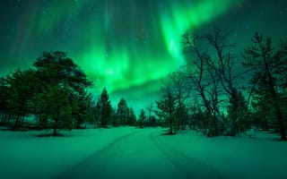 Картинка деревья, снег, дорога, ночь, небо, северное сияние, зима, природа