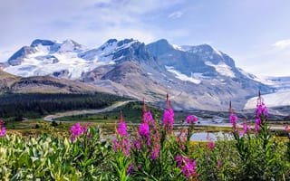 Картинка цветы, канада, альберта, athabasca glacier, горы, небо, canadian rockies, ландшафт