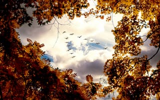 Картинка осень, листва, небо, облака, птицы