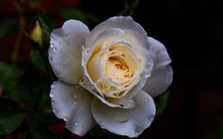 Обои макро, роса, капля, темный, роза, белые розы, цветок