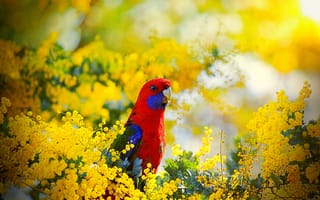Картинка цветы, попугай, красная розелла, австралия