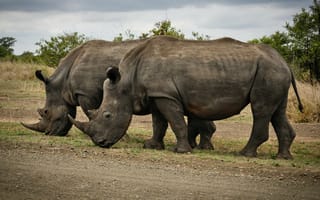 Обои носорог, африка, дикая природа