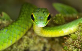 Обои змея, природа, зеленая змея, бежука