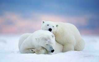Картинка снег, зима, белый медведь, спит, природа