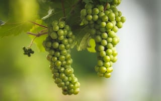 Картинка виноград, white grapes
