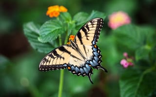 Картинка макро, природа, бабочка, бабочка парусник
