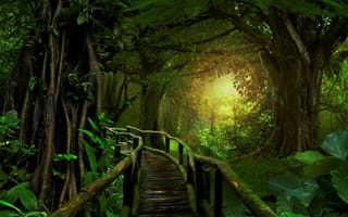 Картинка лес, деревья, мост, джунгли