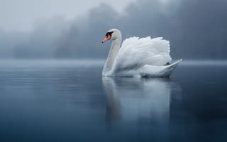 Картинка озеро, отражение, mute swan, туман, лебедь