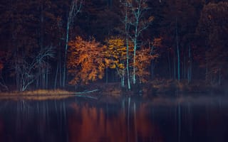Картинка лес, осень, дерево, темные, природа, отражение, озеро
