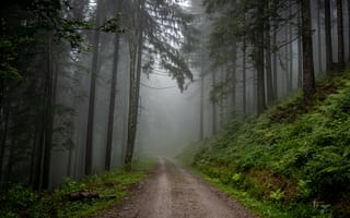 Картинка лес, туман, природа, германия, черный лес, дорога