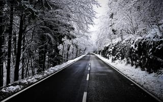 Обои лес, деревья, черно-белые, снег, зима, дорога