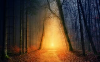 Картинка лес, деревья, дорога, листья, солнечный свет, туман, мистические, солнце, осенняя
