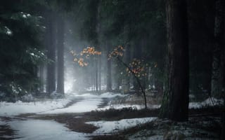 Картинка лес, деревья, темные, дорога, зима, туман, снег