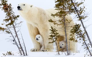Картинка снег, зима, медведица, медвежонок, белый медведь, природа