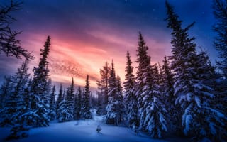 Картинка лес, снег, зима, небо, сосновый лес, природа