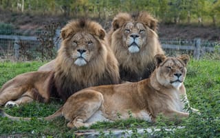 Картинка зоопарк, лев, львица, дикая кошка