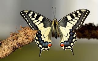 Картинка макро, природа, бабочка парусник, бабочка