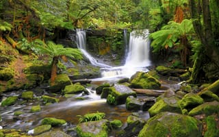 Картинка водопад, лес, джунгли, камни, австралия, мох, природа