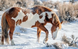 Картинка снег, зима, природа, лошадь